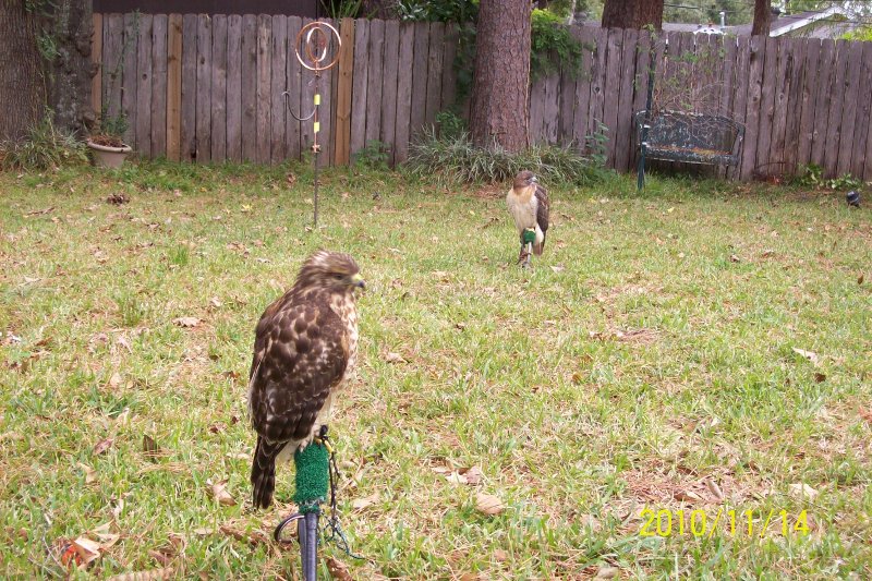 Birds at
            Steph's