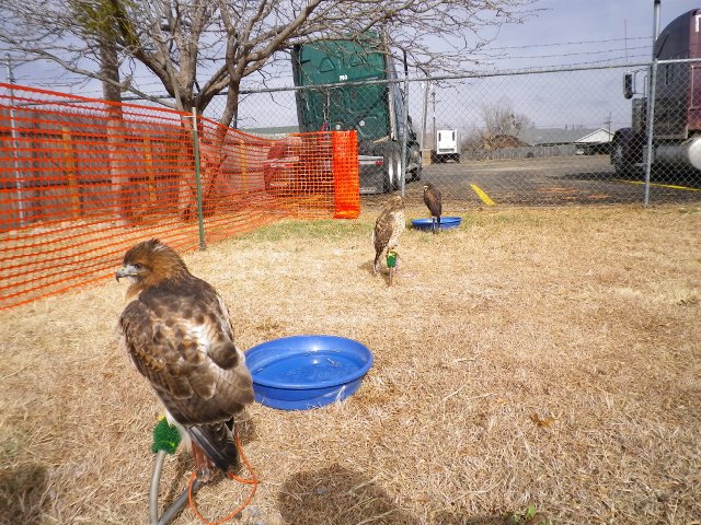 Cisco,
                    Elbert, and Dart